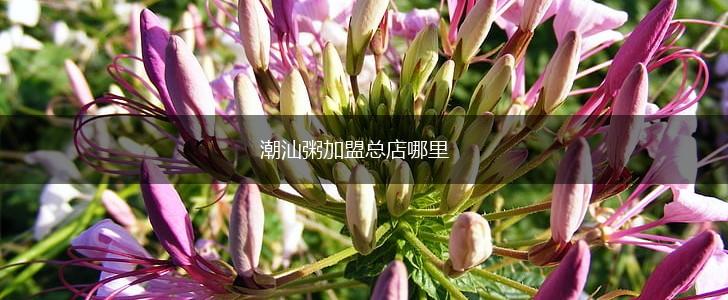 潮汕粥加盟总店哪里,第1张