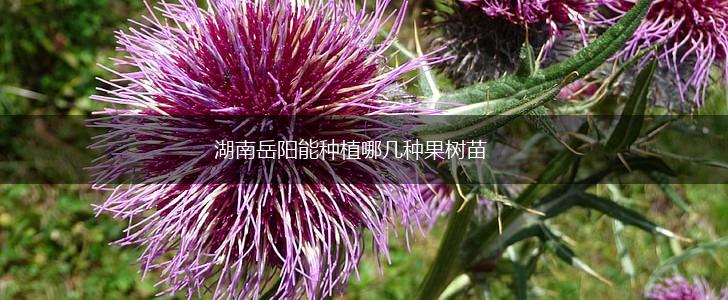 湖南岳阳能种植哪几种果树苗,第1张