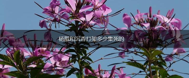 杨戬和沉香打架多少集死的,第1张