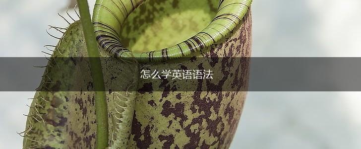 怎么学英语语法,第1张