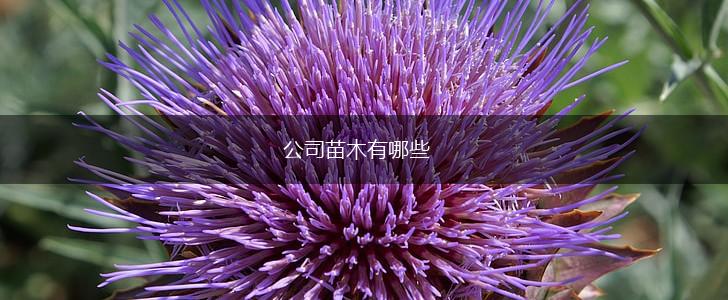 公司苗木有哪些,第1张