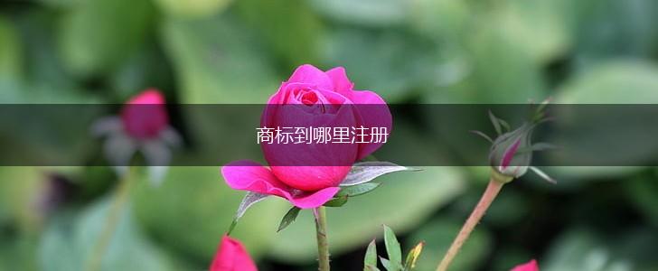 商标到哪里注册,第1张