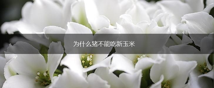 为什么猪不能吃新玉米,第1张