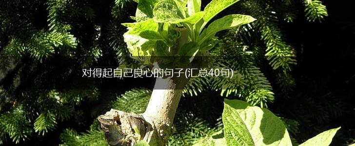 对得起自己良心的句子(汇总40句),第1张