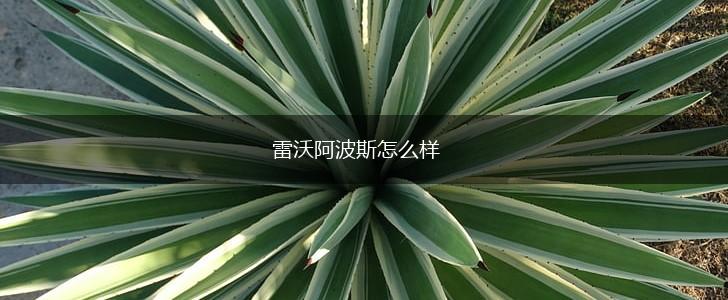 雷沃阿波斯怎么样,第1张