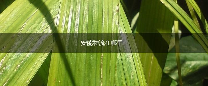 安能物流在哪里,第1张