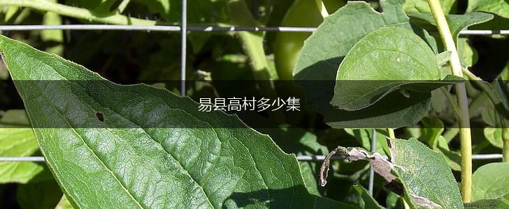 易县高村多少集,第1张