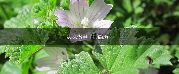 怎么做电子版简历,第1张