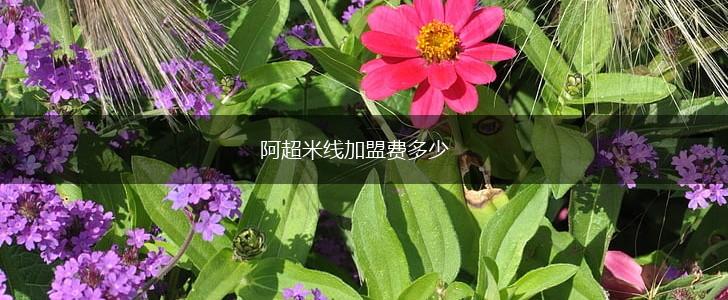 阿超米线加盟费多少,第1张