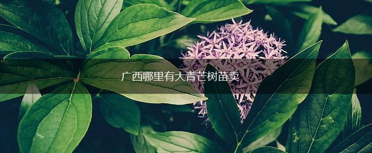 广西哪里有大青芒树苗卖,第1张