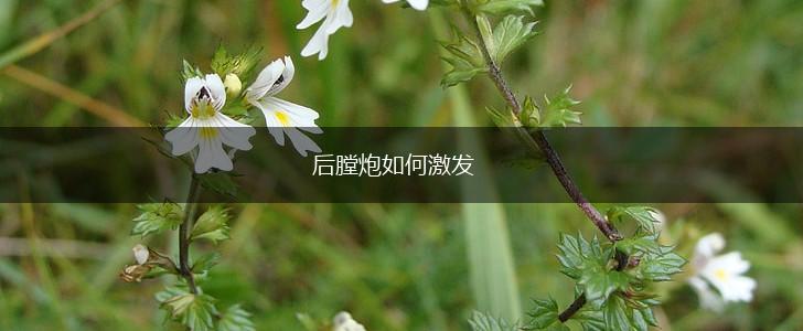后膛炮如何激发,第1张