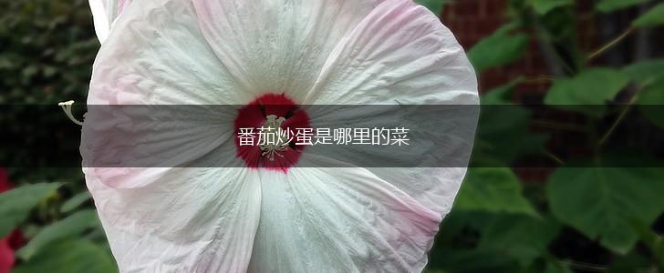 番茄炒蛋是哪里的菜,第1张