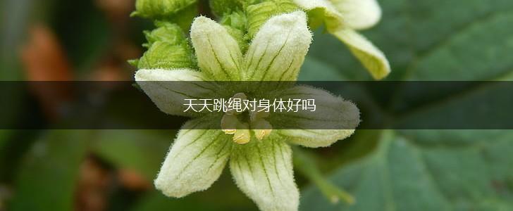 天天跳绳对身体好吗,第1张