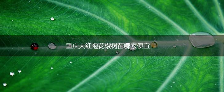 重庆大红袍花椒树苗哪家便宜,第1张