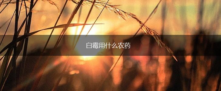 白霉用什么农药,第1张