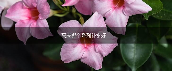 高夫哪个系列补水好,第1张
