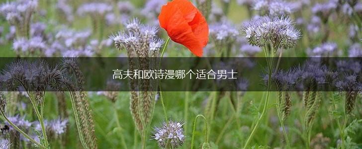 高夫和欧诗漫哪个适合男士,第1张