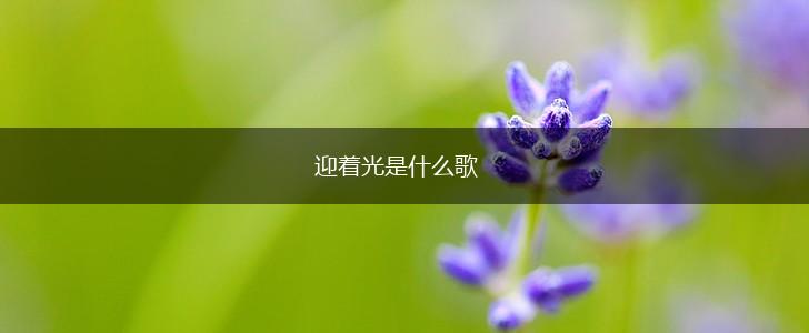 迎着光是什么歌,第1张