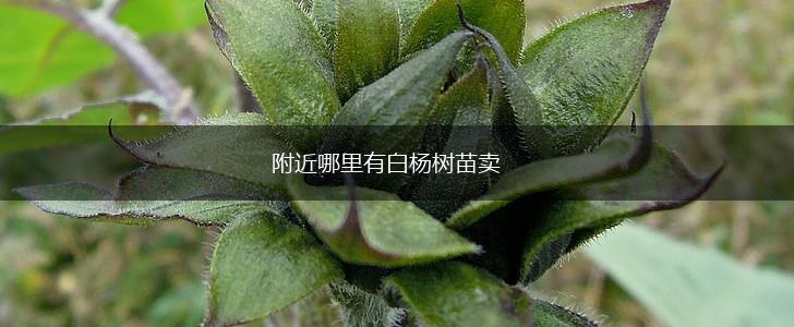 附近哪里有白杨树苗卖,第1张