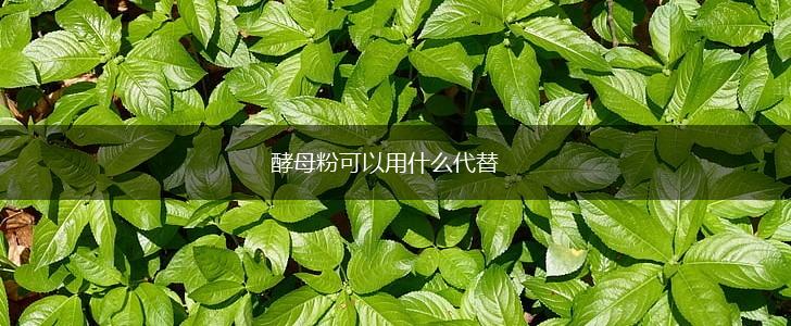 酵母粉可以用什么代替,第1张