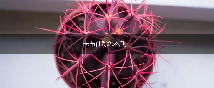 卡布仙踪怎么飞,第1张