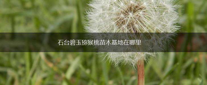 石台碧玉猕猴桃苗木基地在哪里,第1张