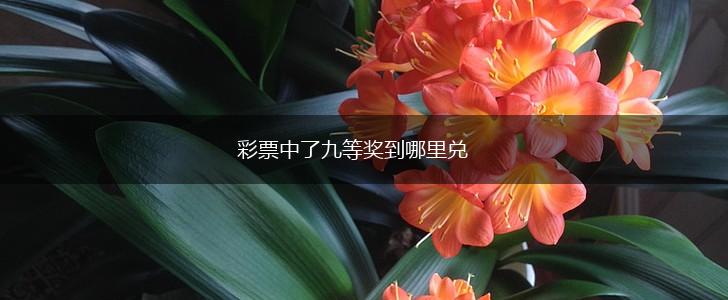彩票中了九等奖到哪里兑,第1张