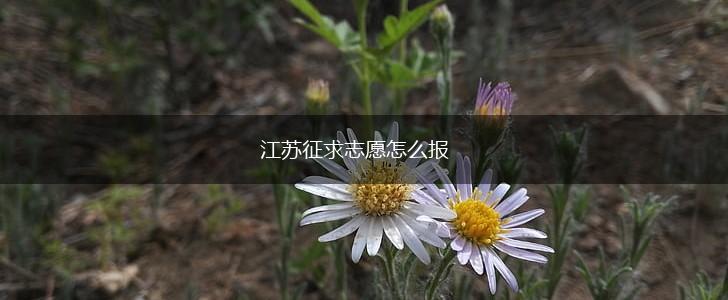 江苏征求志愿怎么报,第1张