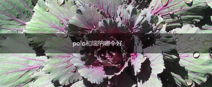 polo和瑞纳哪个好,第1张