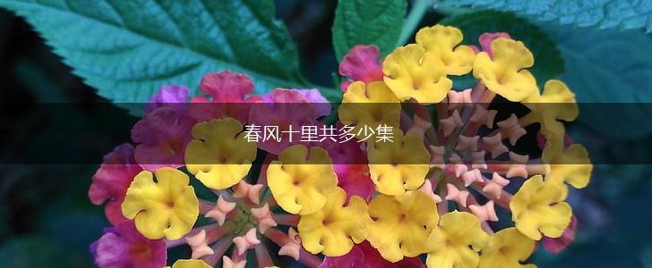 春风十里共多少集,第1张