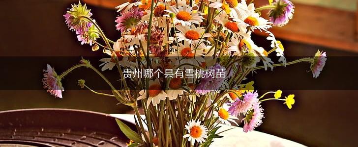 贵州哪个县有雪桃树苗,第1张