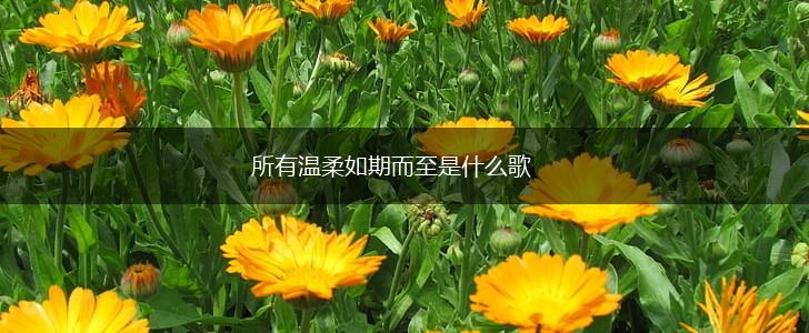 所有温柔如期而至是什么歌,第1张