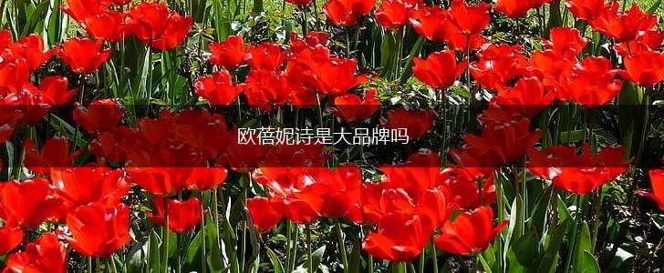 欧蓓妮诗是大品牌吗,第1张