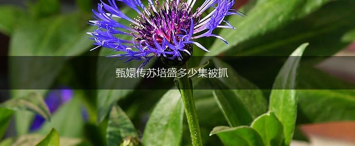 甄嬛传苏培盛多少集被抓,第1张