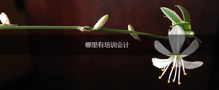 哪里有培训会计,第1张