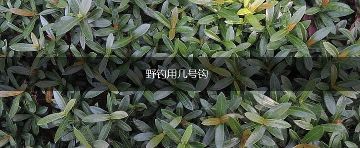 野钓用几号钩,第1张