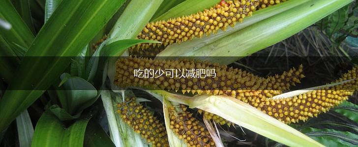 吃的少可以减肥吗,第1张