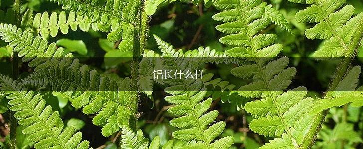 铝长什么样,第1张