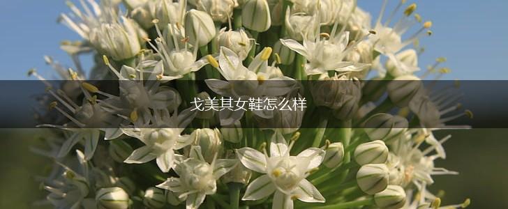 戈美其女鞋怎么样,第1张