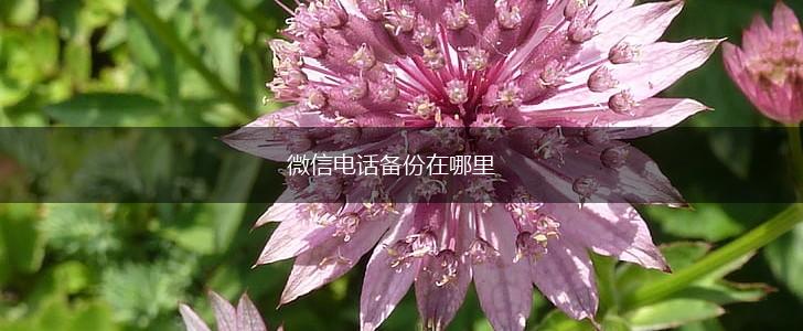 微信电话备份在哪里,第1张