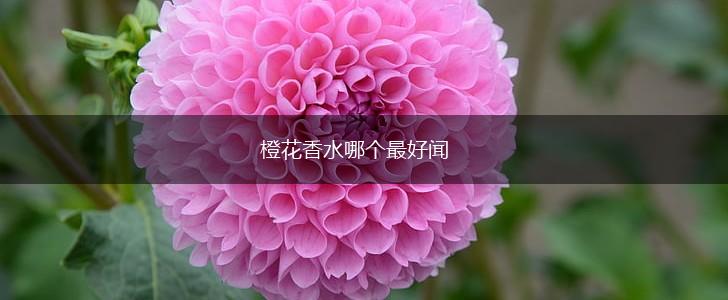 橙花香水哪个最好闻,第1张