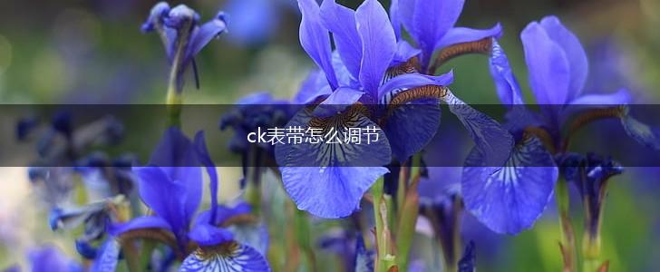 ck表带怎么调节,第1张