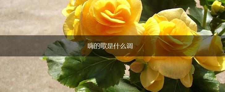 嗨的歌是什么调,第1张