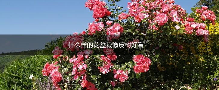 什么样的花盆栽像皮树好看,第1张