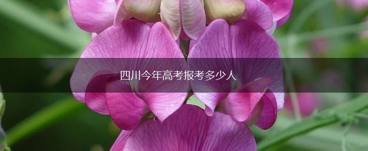 四川今年高考报考多少人,第1张