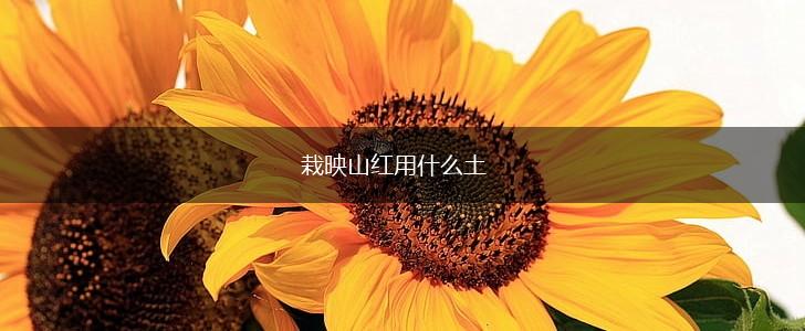 栽映山红用什么土,第1张