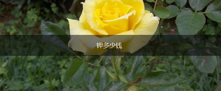 钾多少钱,第1张