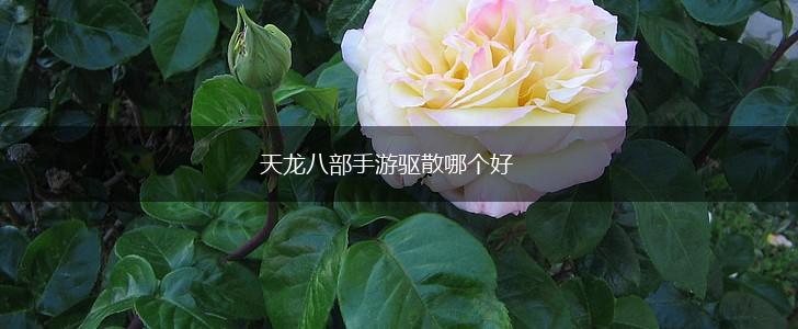 天龙八部手游驱散哪个好,第1张
