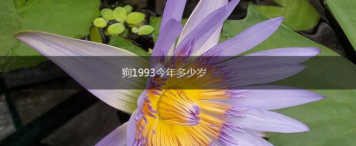 狗1993今年多少岁,第1张