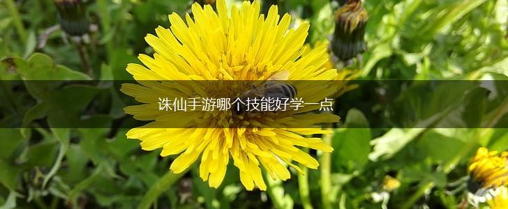 诛仙手游哪个技能好学一点,第1张